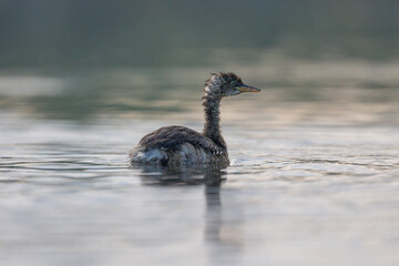 Little grebe in lake
