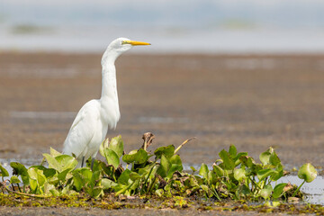Great Egret (Ardea alba modesta)