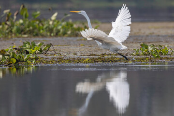 Great Egret (Ardea alba modesta)