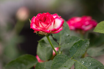 Naklejka premium reed rose in garden