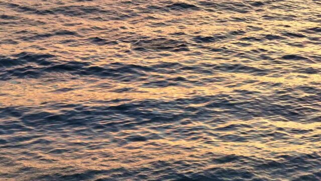 Dolphins in the ocean off Lilli Pilli Beach in the Eurobadalla Shire on the South Coast, NSW, Australia.