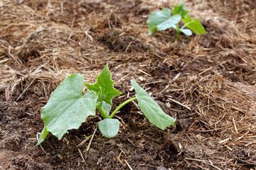 Young cucumber plants in the open ground. Growing eco-vegetables