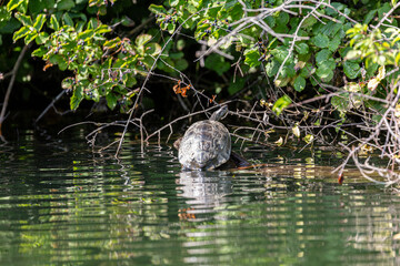 Turtle on fallen tree in the river