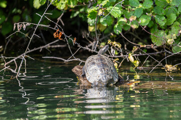 Turtle on fallen tree in the river