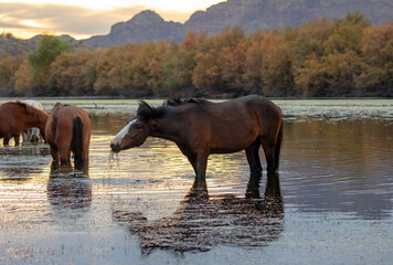 Wild horse sorrel chestnut stallion shaking his head while feeding on eel grass in the Salt River...
