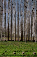 The trunks of poplars in the green clearing and stumps
