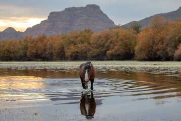Angry sorrel wild horse stallion with his ear pinned back while walking in the Salt River near Mesa...