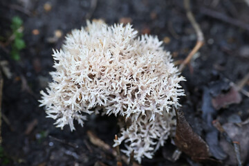 Crested coral fungus, Clavulina coralloides, also called Clavulina cristata, commonly known as white coral fungus, wild mushroom from Finland