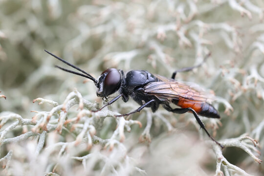 Shieldbug digger, Astata boops, also known as shieldbug stalker, male parasitic wasp from Finland