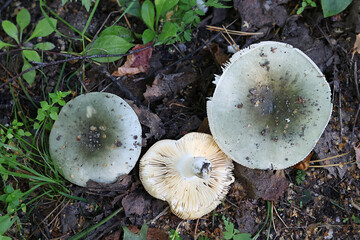 Russula atroglauca, a brittlegill mushroom from Finland, no common English name - obrazy, fototapety, plakaty