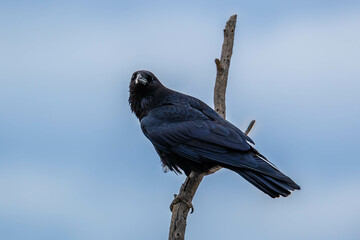 A Common Raven in Tucson, Arizona