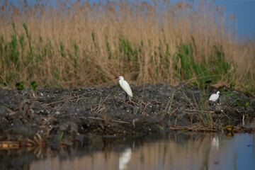 Majestic egret on the tranquil waters of the Danube Delta