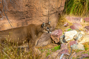 A large brown Cougar in Tucson, Arizona
