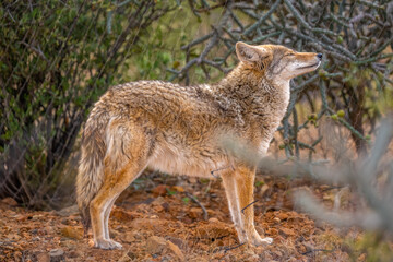 A Desert Coyote in Tucson, Arizona