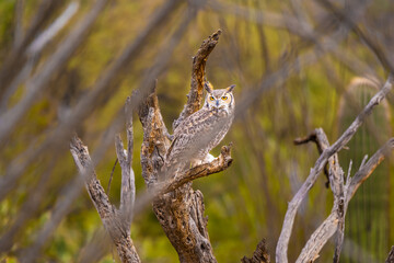 A Great Horned Owl in Tucson, Arizona