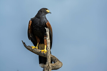 A dark brown Harris Hawk in Tucson, Arizona
