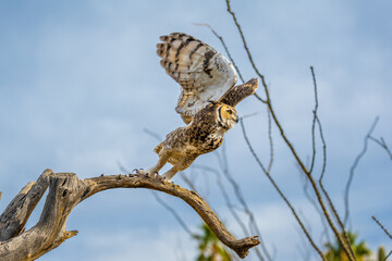 A Great Horned Owl in Tucson, Arizona