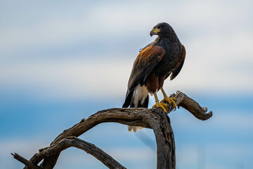A dark brown Harris Hawk in Tucson, Arizona