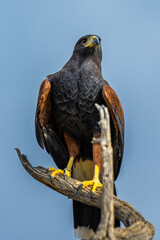 A dark brown Harris Hawk in Tucson, Arizona