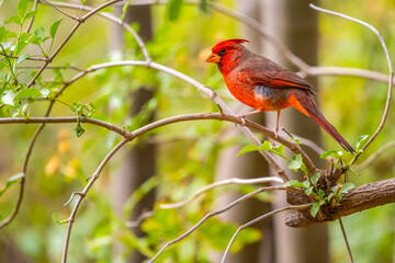 A Northern Cardinal in Tucson, Arizona