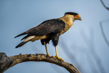 A Northern Crested Caracara in Tucson, Arizona