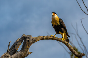 A Northern Crested Caracara in Tucson, Arizona