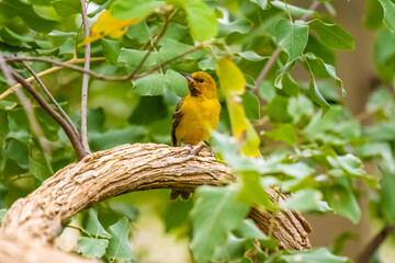 A Slender Billed Weaver in Tucson, Arizona