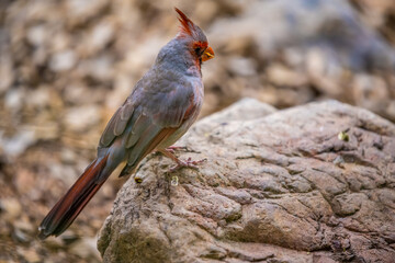 A Pyrrhuloxia in Tucson, Arizona
