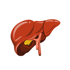 human liver organ sticker in clipart illustration