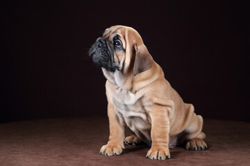 Cute little continental bulldog puppy