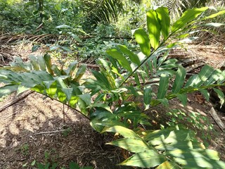 wild warakas plant, warakas plant extract can help lower blood sugar and cholesterol levels