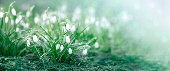 Snowdrops banner, Springtime snowdrops flowers at outdoor nature background in garden, park or forest, Earth Day consept