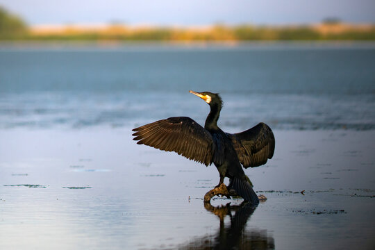 The great cormorant (Phalacrocorax carbo, black shag , kawau, great black cormorant, great cormorant)