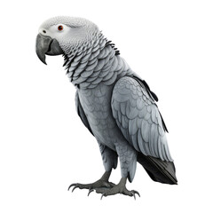 Obraz premium African Grey Parrot PNG Cutout, Generative AI