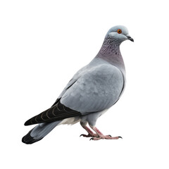 Band-tailed Pigeon PNG Cutout, Generative AI