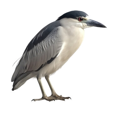 Black-crowned Night Heron PNG Cutout, Generative AI