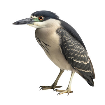 Black-crowned Night Heron PNG Cutout, Generative AI