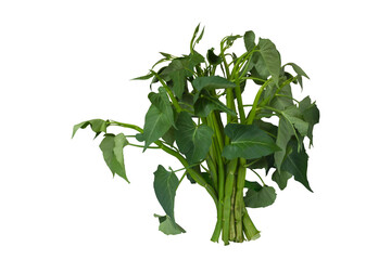 Morning glory is a vegetable isolated on white background included clipping path.