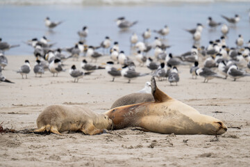 Australian fur seal at Seal Bay Conservation Park, Kangaroo Island