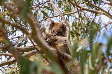 Wild koala on the tree