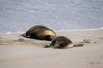 Australian fur seal at Seal Bay Conservation Park, Kangaroo Island