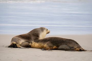 Australian fur seal at Seal Bay Conservation Park, Kangaroo Island
