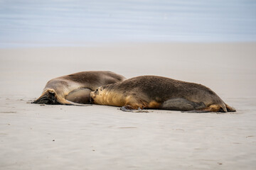 Naklejka premium Australian fur seal at Seal Bay Conservation Park, Kangaroo Island