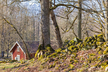 Red cottage in a woodland at spring