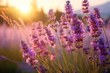 Sun setting over a vibrant field of blooming lavender.