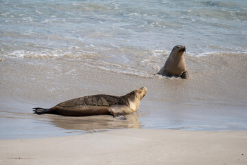 Australian fur seal at Seal Bay Conservation Park, Kangaroo Island
