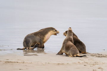 Fototapeta premium Australian fur seal at Seal Bay Conservation Park, Kangaroo Island