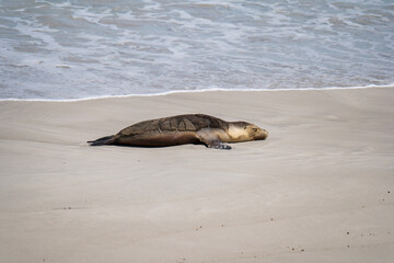 Australian fur seal at Seal Bay Conservation Park, Kangaroo Island