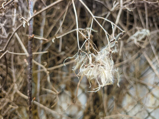 dry grass on the fence. white fluff on the grass. white seeds of dry grass.