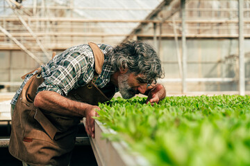 Farmer senior man working in his farm and greenhouse - 733664201
